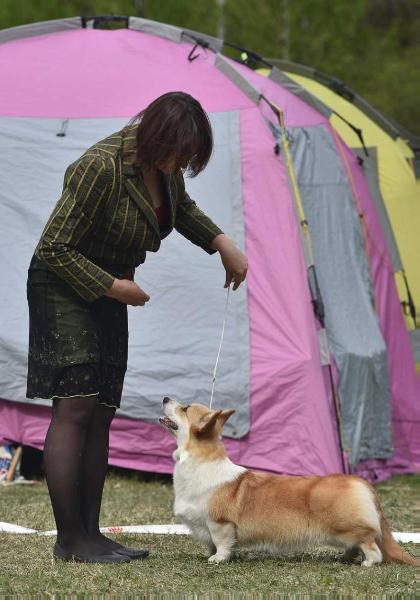 RUS Jch, RUS, LT CH, 3xCACIB Style Life Not for Sale