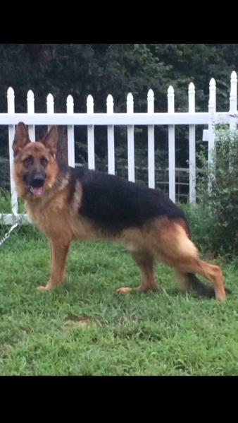 Elijah Vom Hills De Masters