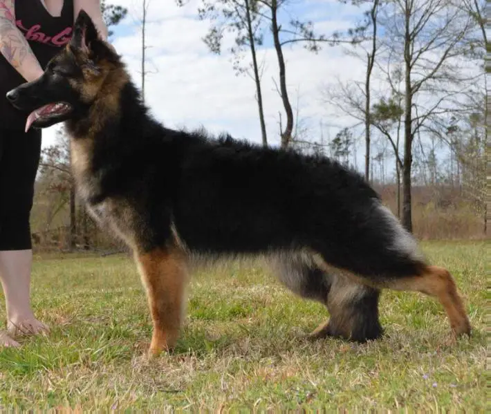 Appleridge's Sentimental Soul Shyanne