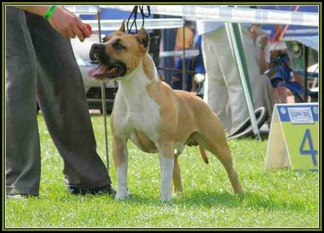 HCH. HVCH. Spinmill Artemisz