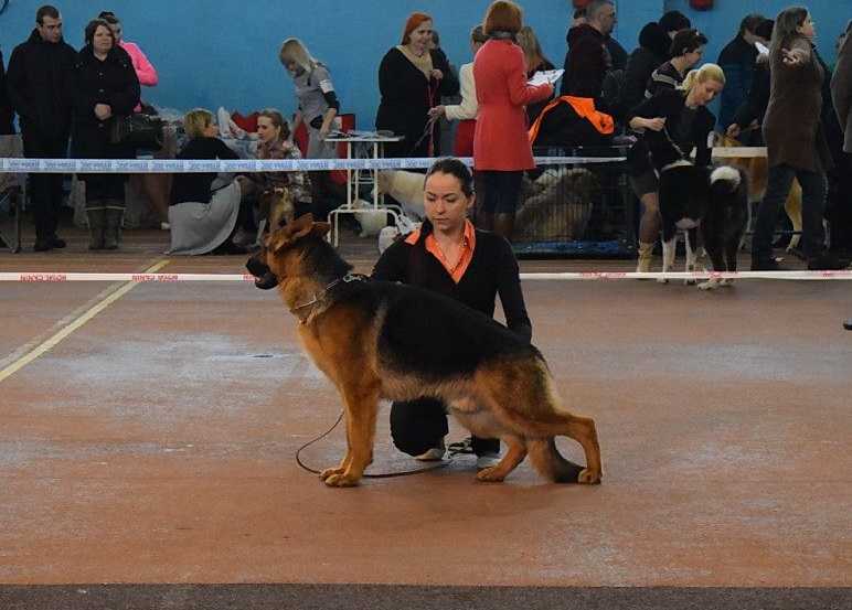 J CH BY Odin Star Dargus Alsatian