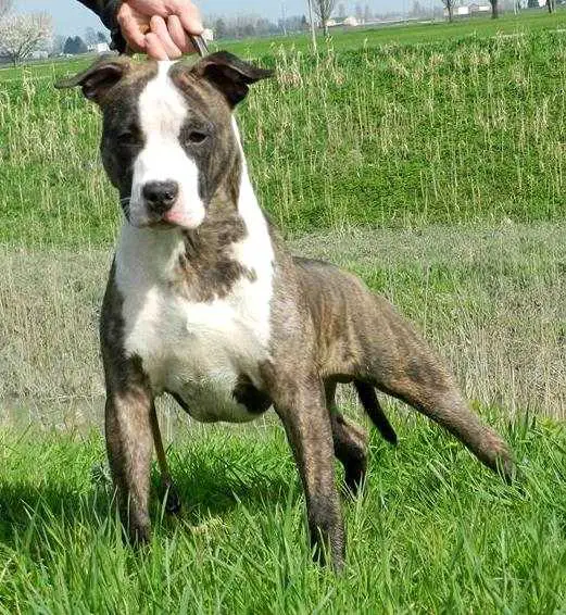 Moon Rock Landi s Get Lucky