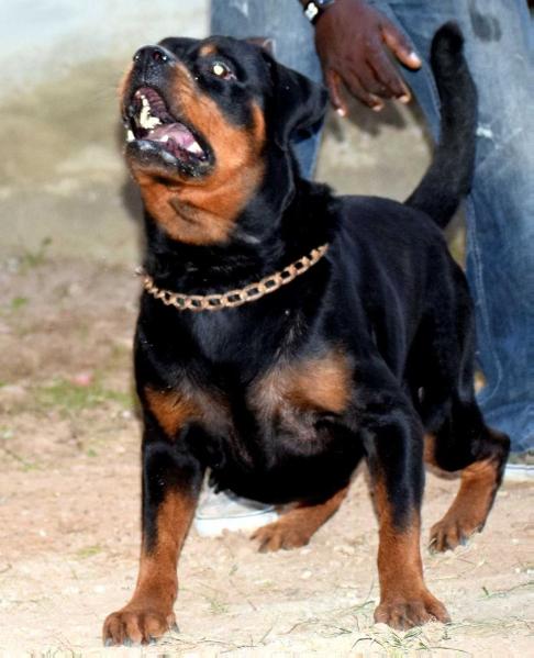 Troy of Sublime Rott