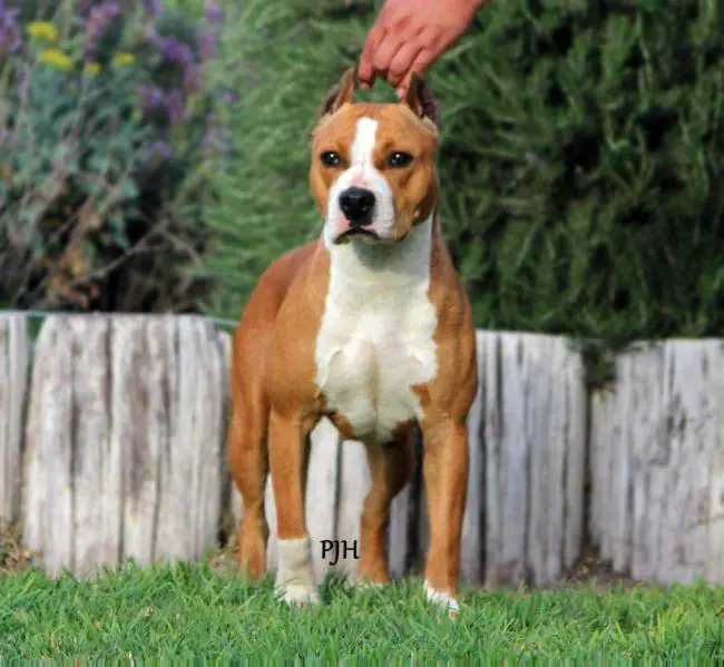 Bluprints Larry's Princess Dona