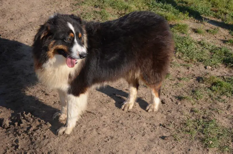 Green Oaks Molly Ann