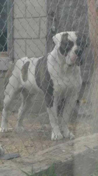 Bully the BullDozer @ Odyssey