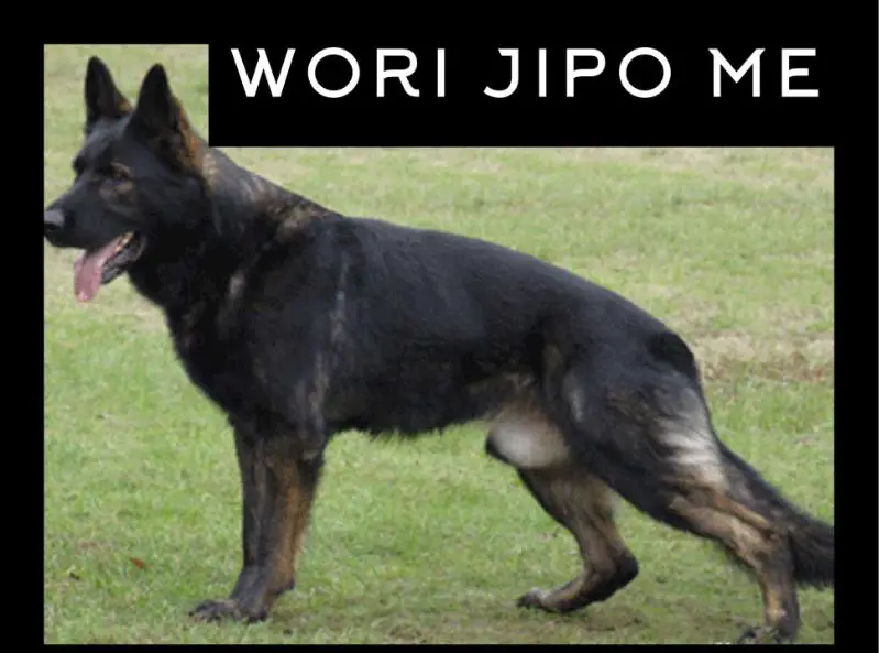 Wori Jipo-Me (2014)