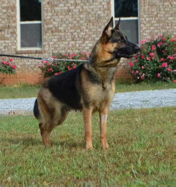 Appleridges Porsche Pirie