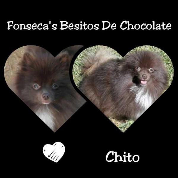 Fonseca's Besitos De Chocolate