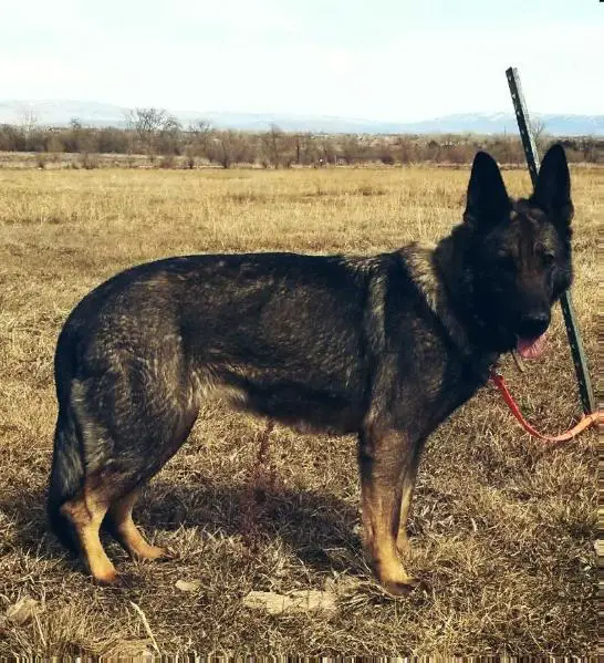 Persias die prinzessin Bohemia elbu