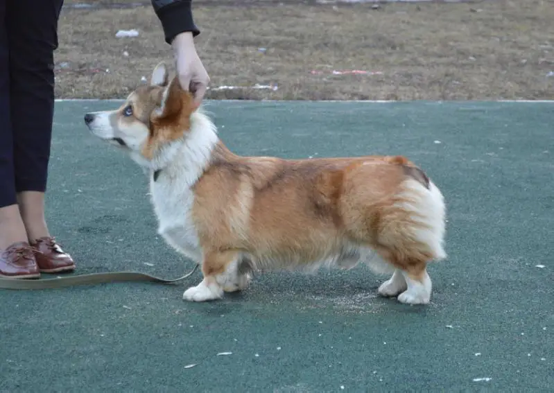 Laif Spring Tsefey Always Shine