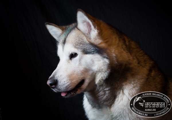 GRANDCHAMPION,Ch of Russia,CH of National club,BEL,RKF Bairak Azskas Yunona