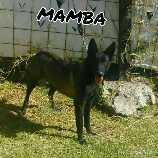 MAMBA (LOMELI) MEX FCI GB6561-H