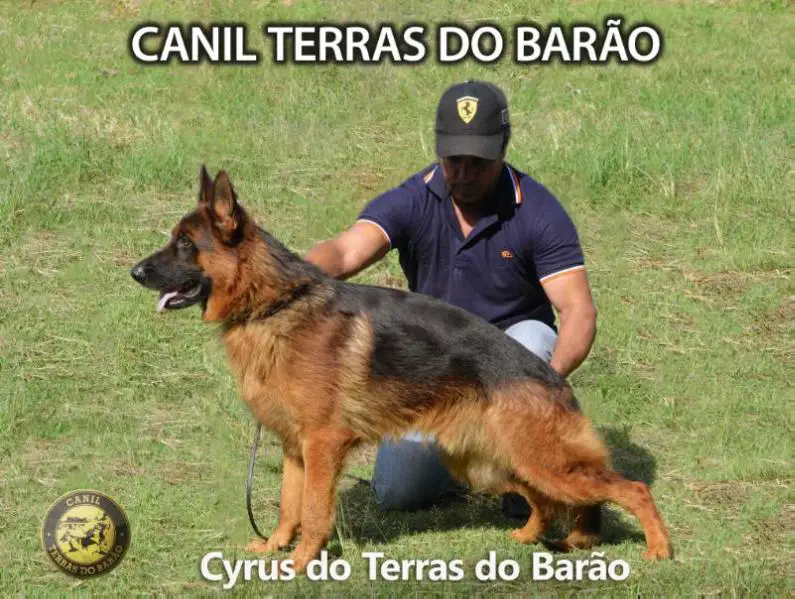 Cyrus do Terras do Barão