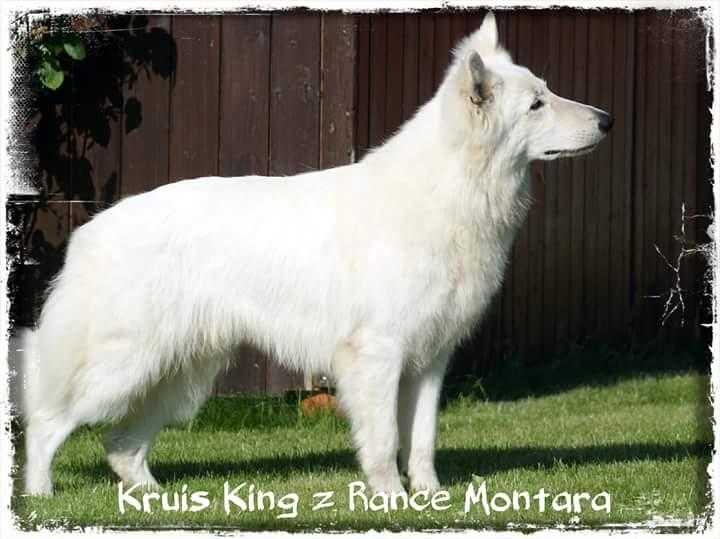 Kruise King z Rance Montara