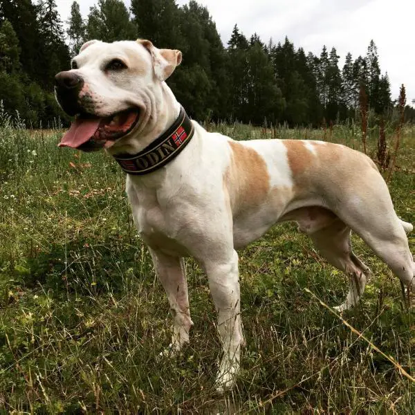 Norsk Unghund Champion SnowWhite's Balthazar