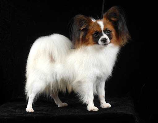 INT CH, CH RU, BLR, UA, MOL, LT, LV, EE, FIN Queen Bless Roy of Art Etoile JP