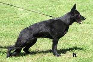 V Cerry z Atarova sadu