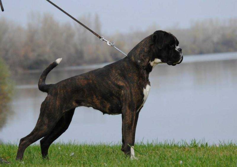 Ch Original Script of Kellaney