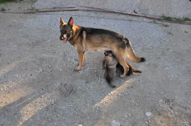 Caira des Daskonectes