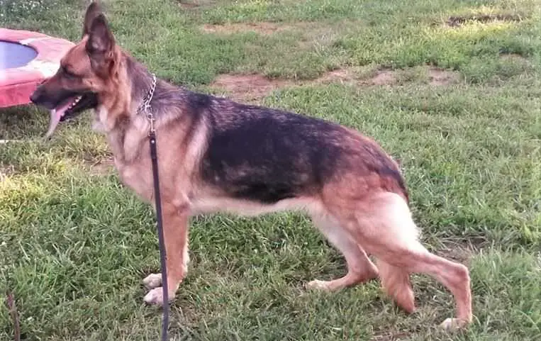 Atlas' Celtic Goddess