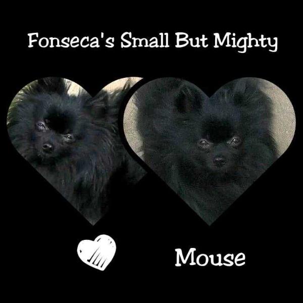 Fonseca's Small But Mighty