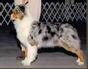 AKC/ASCA CH Stargate's Ancient Heart