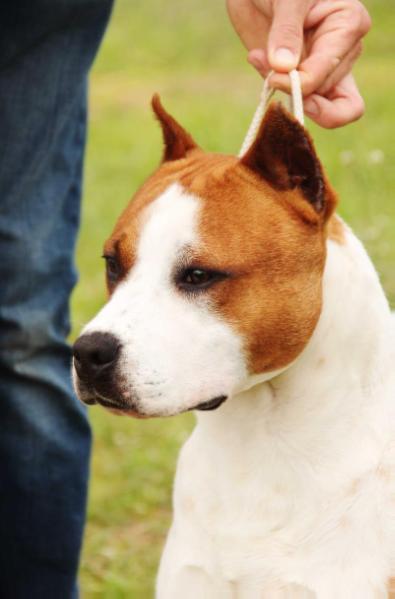 TITANIUM de CAN GUASCH