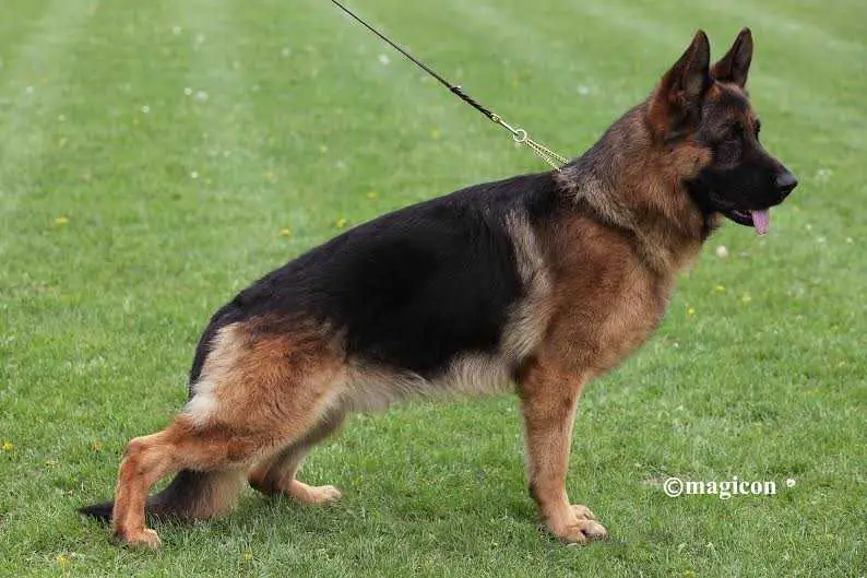 V1 Sumer vom Leithawald