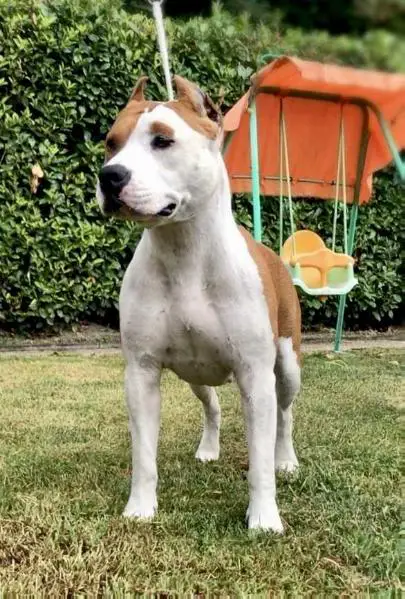 MAZZOTTA'S ANGEL BABY HALF FACE