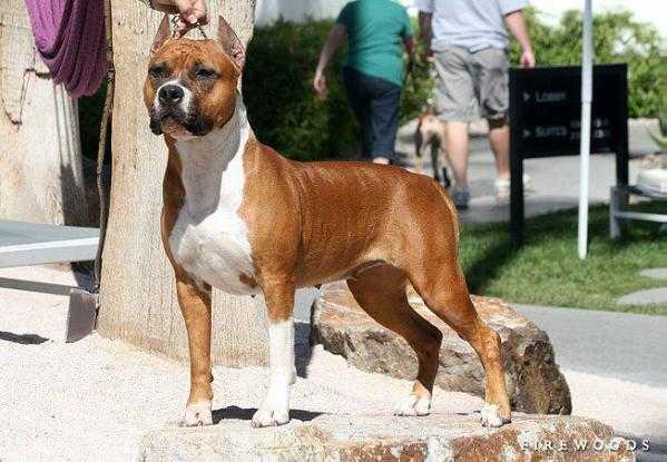 ALL INCLUSIVE TIPIT Z HANKY