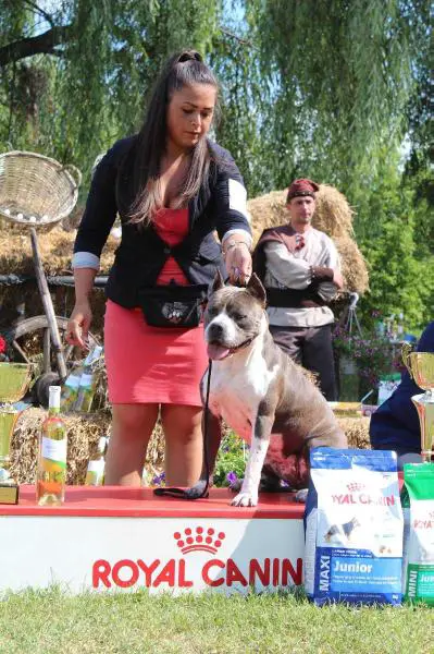 Multi JCH, CH, Multi BOB, BOS, Multi BIS, EXC 4 EDS Kalypso for Dragokan Soul of Gryffindor