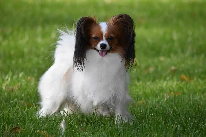 TLN WCup14, EST J CH,  TLNW14, ESTJW14, BALT J CH, EST CH Painted Lady Forussi