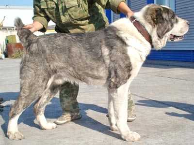 GAUCHAR