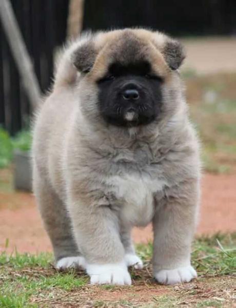 CAS Cristal Clear ESA