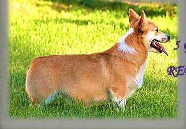 Vevladi Independent Star