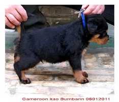 Cameroon Kao Bumbarin