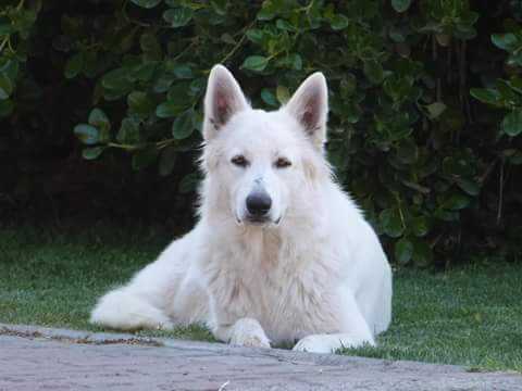 Shacha De La Condesa Del Alba