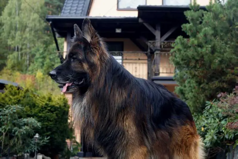 MAXUS Grajan