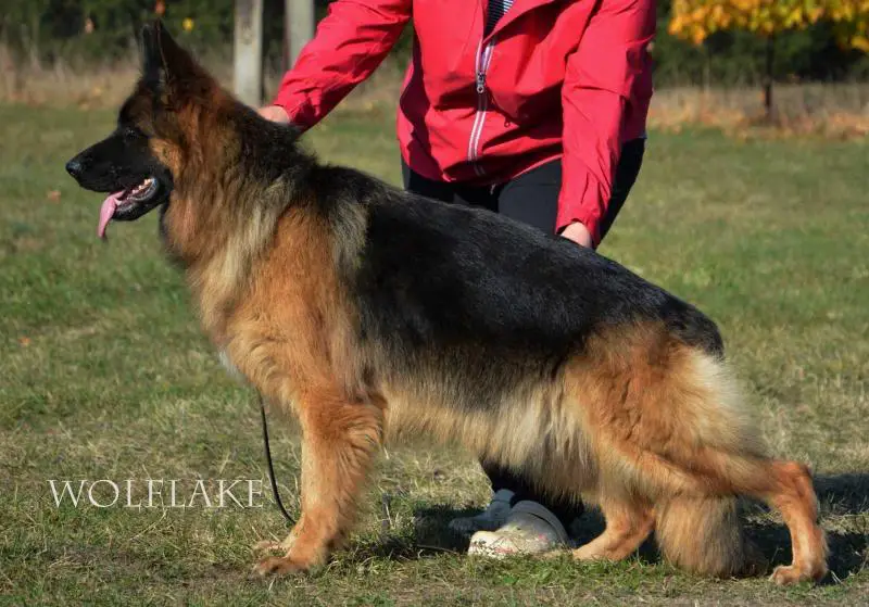 Roxy Wolf Lake FCI