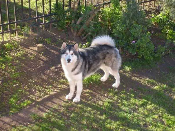 Artic of Icy Mountain