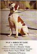 W.F.'S BRUCE LEE