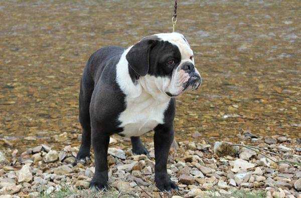 Multi CH Kings River Bulldogge's About Face