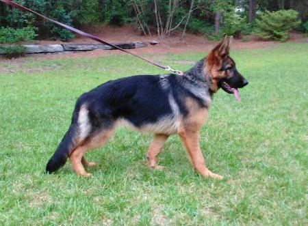 Karla vom Kleinen Holzweg