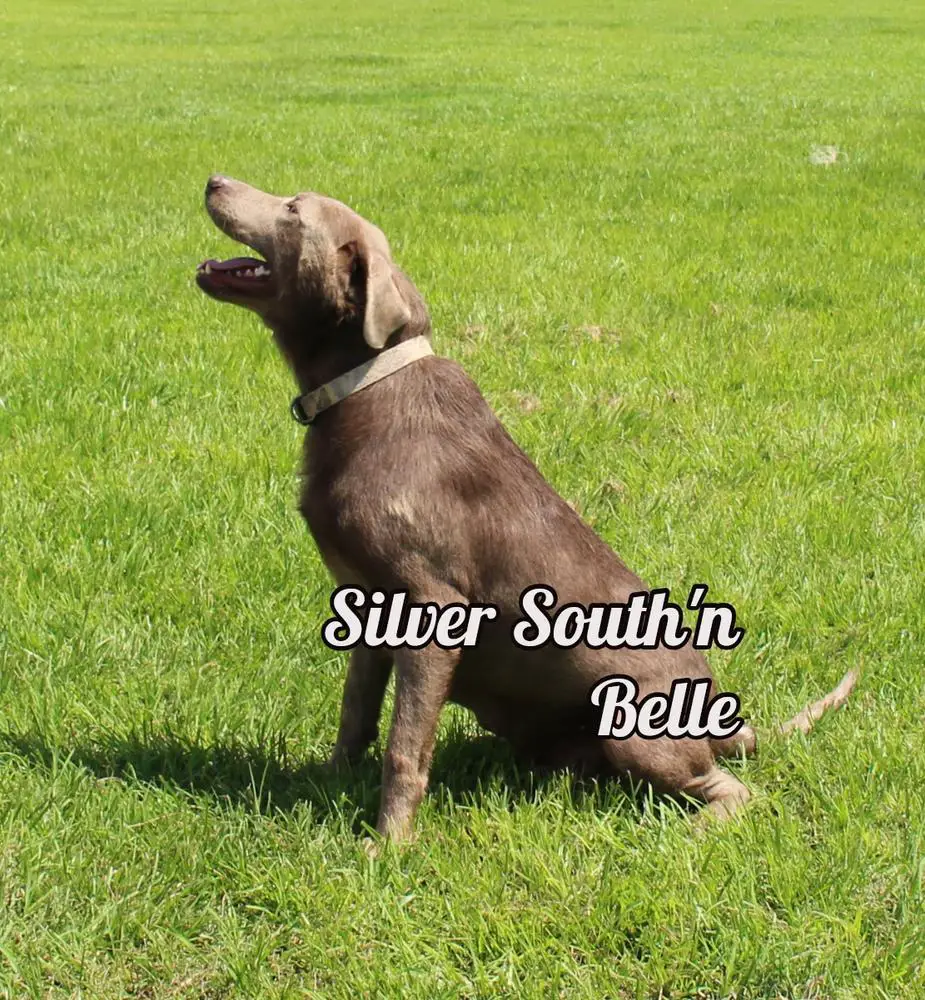 South'n Terr Pups Silver Southern Belle
