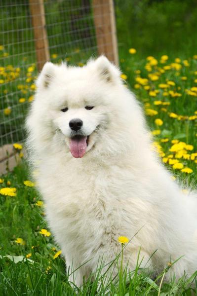 JCHRus Samite Fendy Ferrero my Sweet