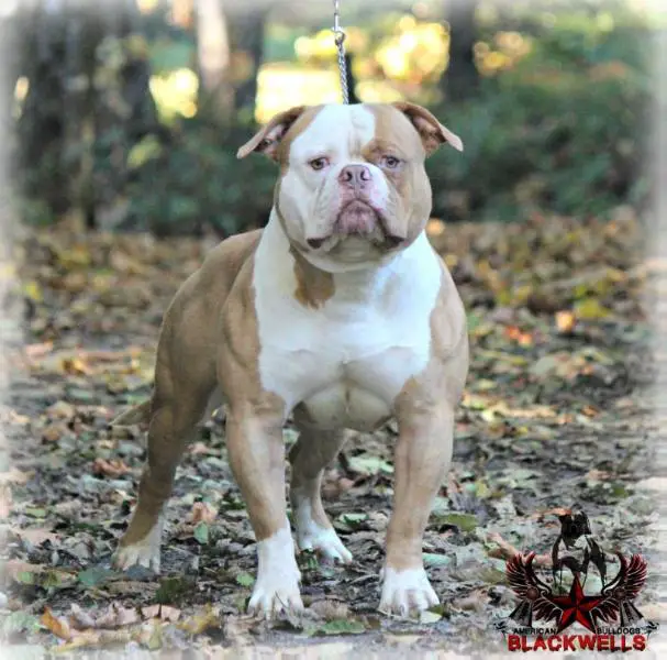 UKC & ABKC CH Blackwell's Rebel without a cause of Simply Incred-a-bull