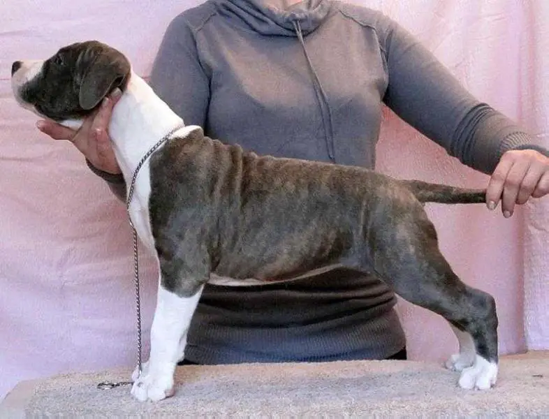 Angel Eyes Endless Shine