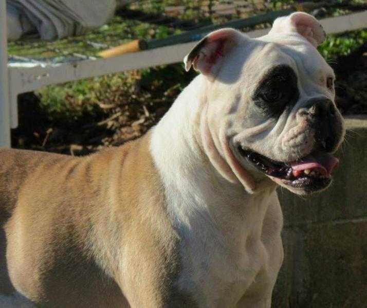 Tight 'N' Tuff's Alzira