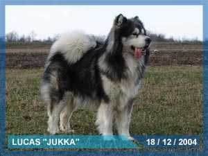 LUCAS JUKKA
